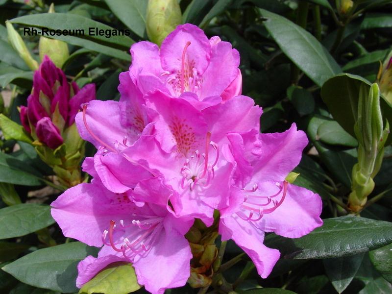 Rhododendron catawbiense Roseum Elegans