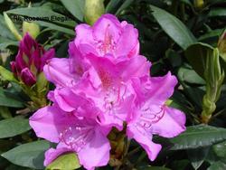Rhododendron catawbiense Roseum Elegans — photo 1