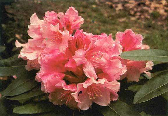 Rhododendron catawbiense Roseum Pink
