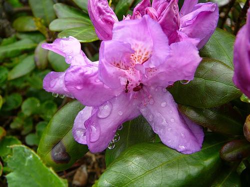 Rhododendron Daphnoides