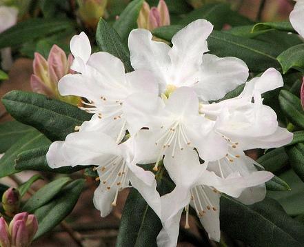 Rhododendron Dora Amateis