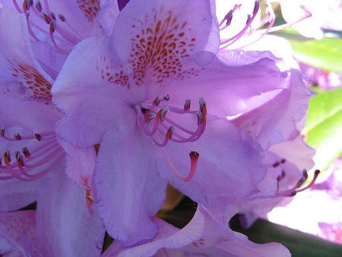 Rhododendron Everestianum