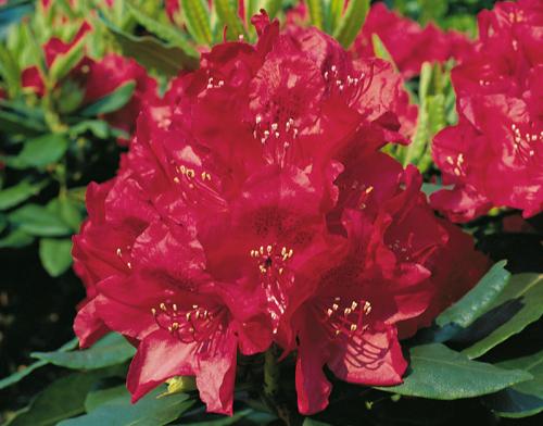 Rhododendron H. Feuerschein