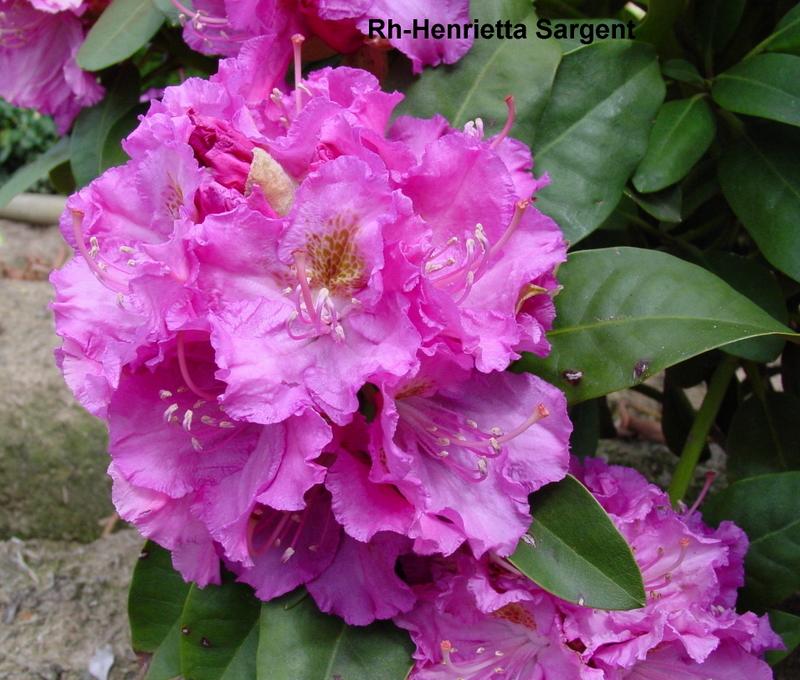 Rhododendron Henrietta Sargent