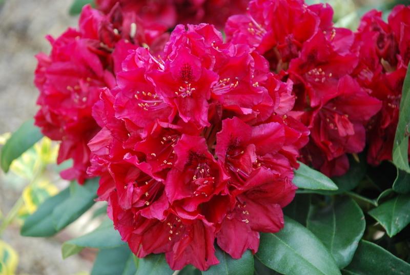 Rhododendron Henrys Red
