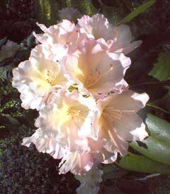 Rhododendron Hindustan