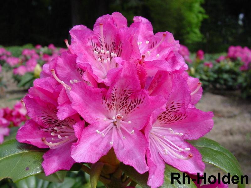 Rhododendron Holden