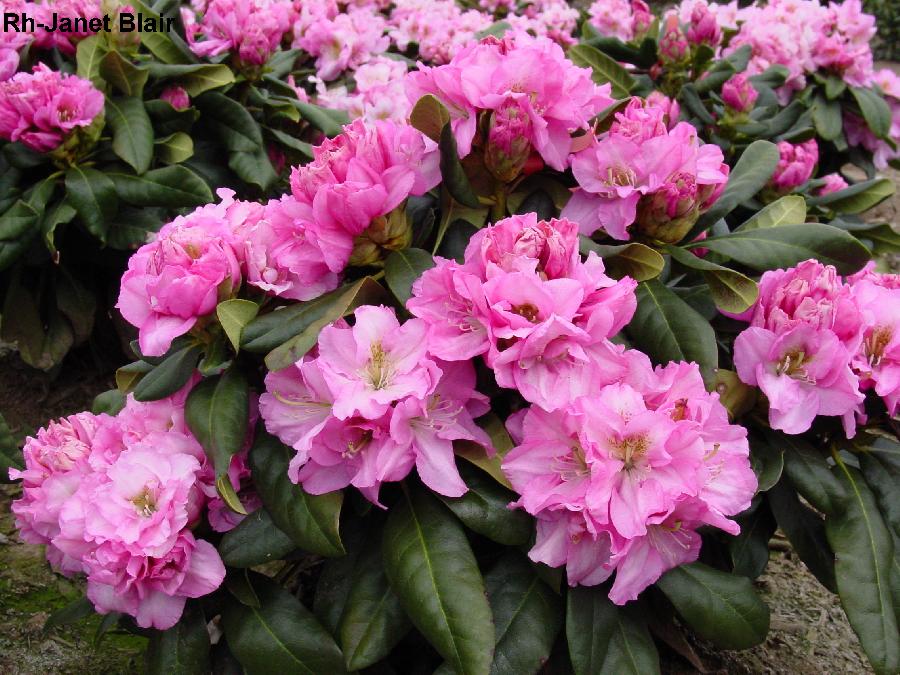 Rhododendron Janet Blair