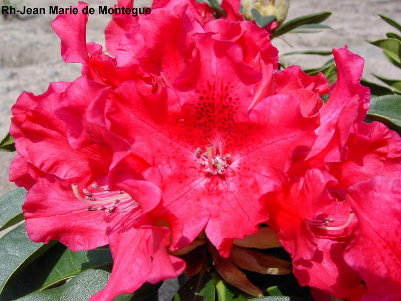 Rhododendron Jean Marie