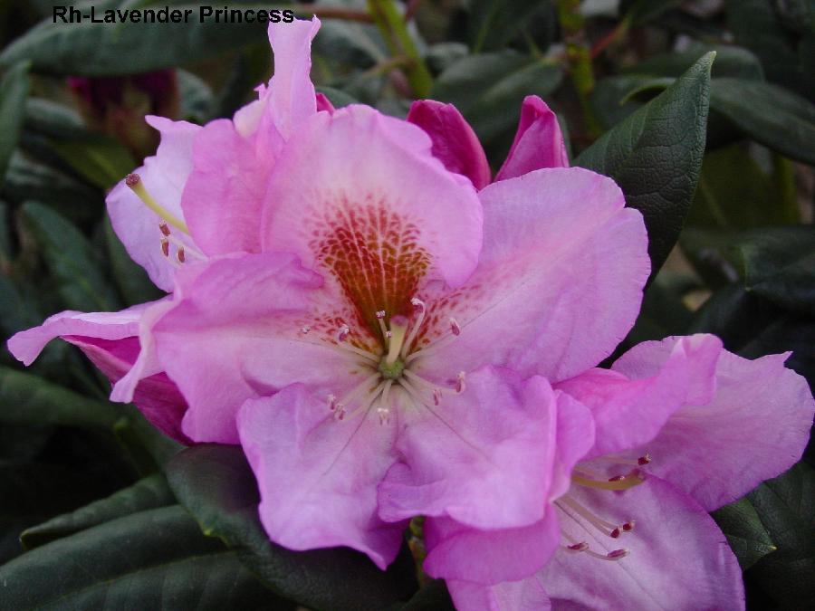 Rhododendron Lavender Princess