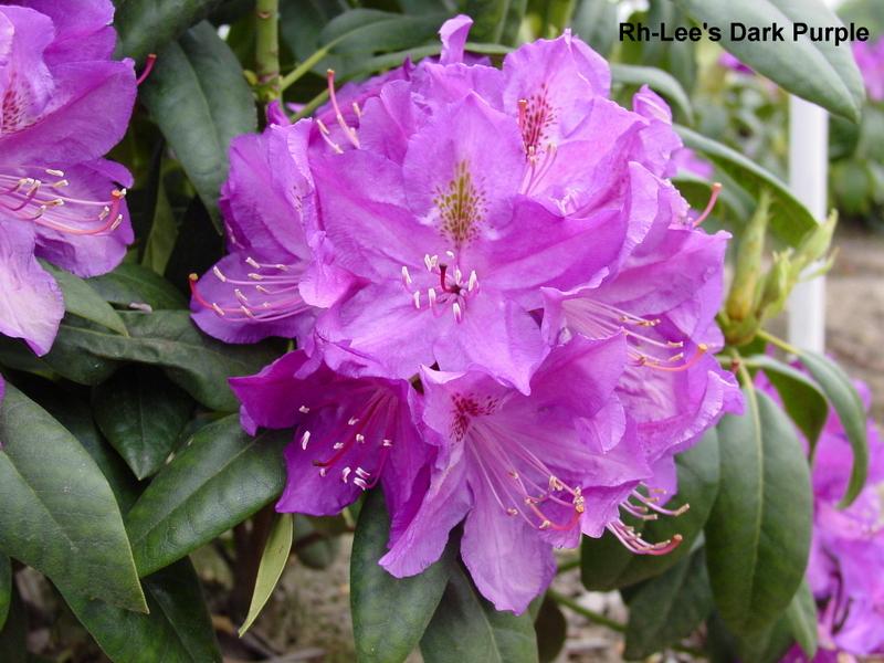 Rhododendron Lees Dark Purple