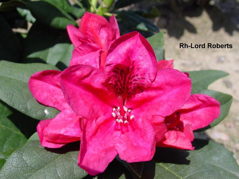 Rhododendron Lord Roberts