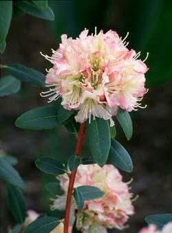 Rhododendron Mary Fleming