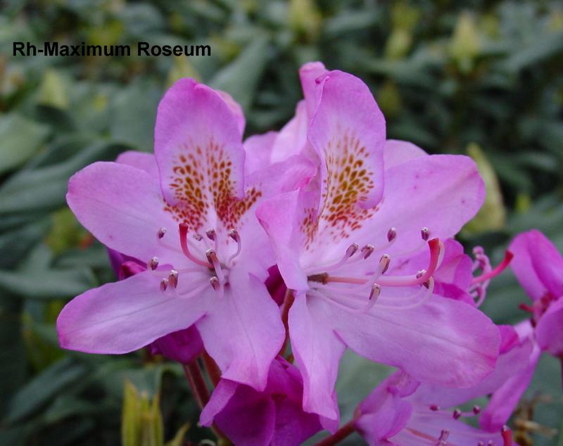 Rhododendron Maximum Roseum — photo 1