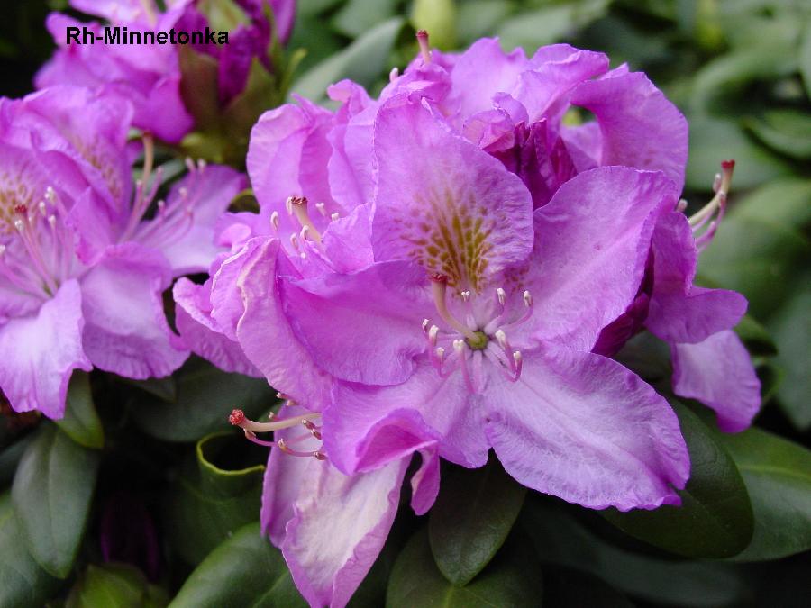 Rhododendron Minnetonka — photo 1