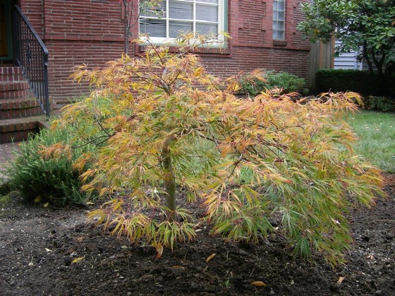 Acer palmatum 'Spring Delight' — photo 1