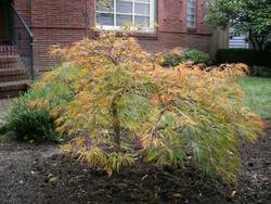 Acer palmatum 'Spring Delight' — photo 1