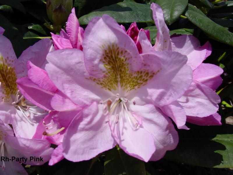 Rhododendron Party Pink — photo 1