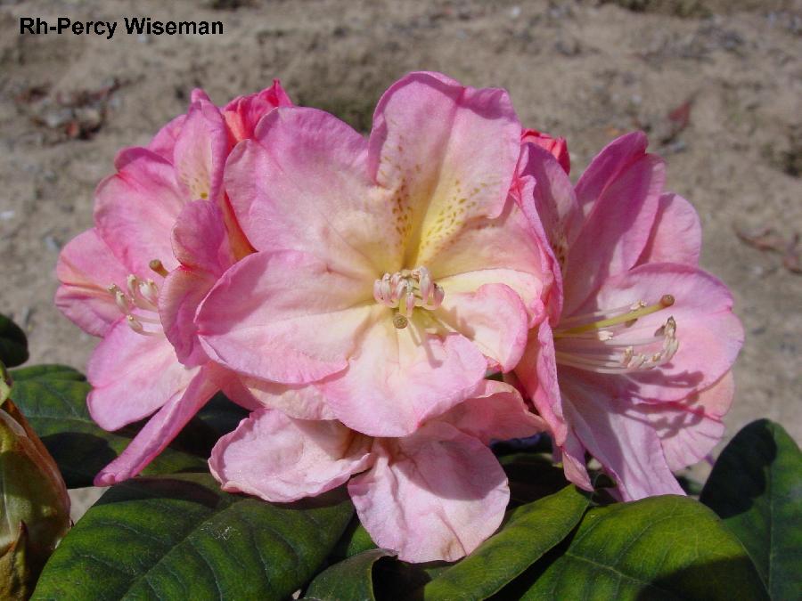 Rhododendron Percy Wiseman