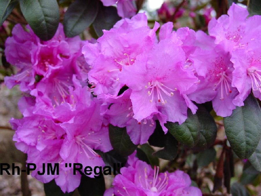 Rhododendron PJM