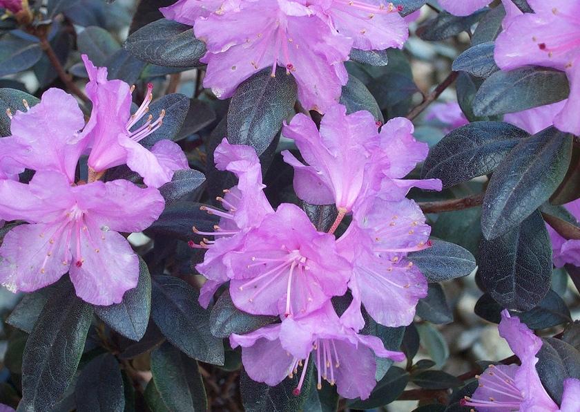 Rhododendron 'PJM Compacta' — photo 1