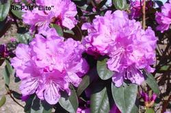 Rhododendron 'PJM Elite' — photo 1