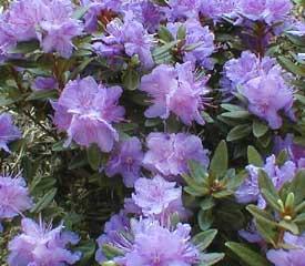 Rhododendron Purple Gem