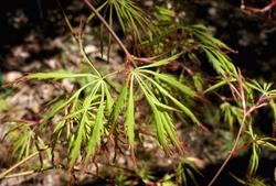 Acer palmatum 'Spring Delight' — photo 2