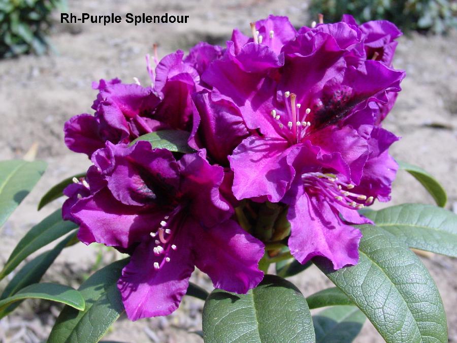 Rhododendron Purple Splendour — photo 1