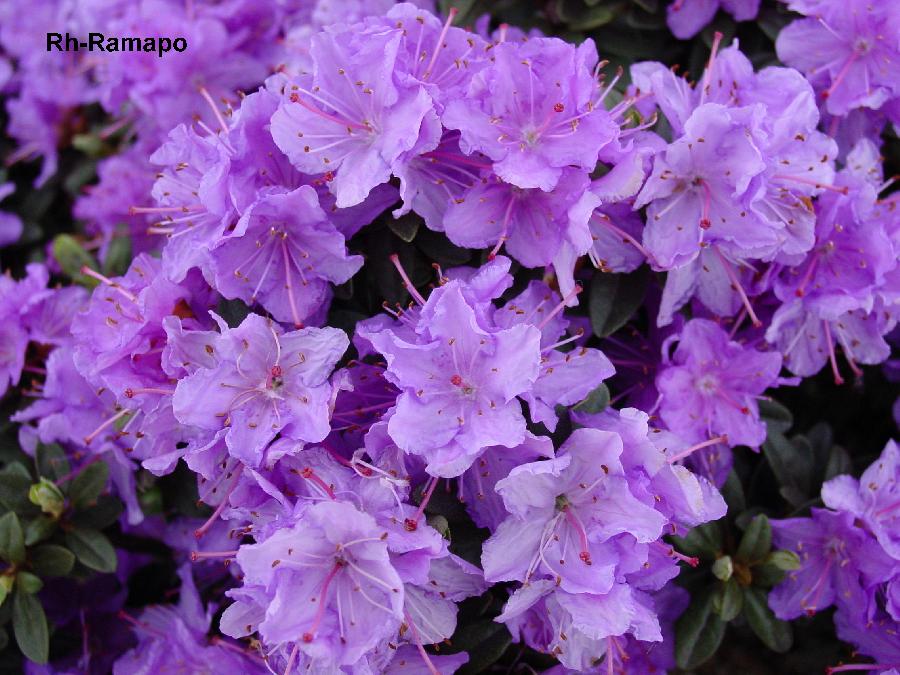 Rhododendron Ramapo