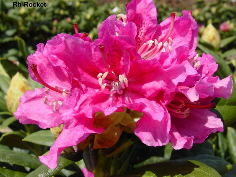 Rhododendron Rocket