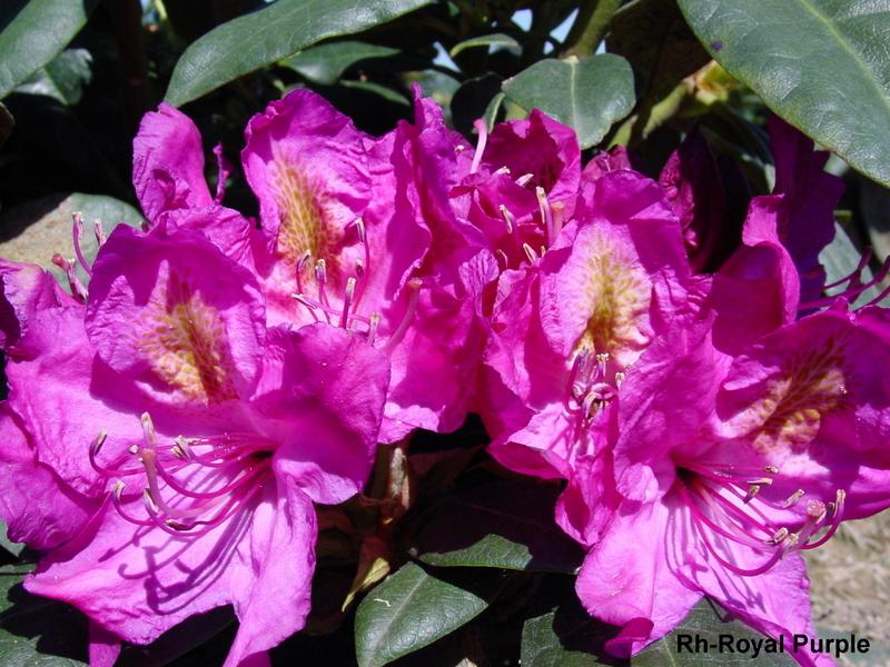 Rhododendron Royal Purple