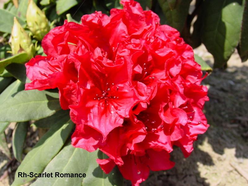 Rhododendron Scarlet Romance