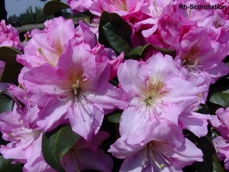Rhododendron Scintillation
