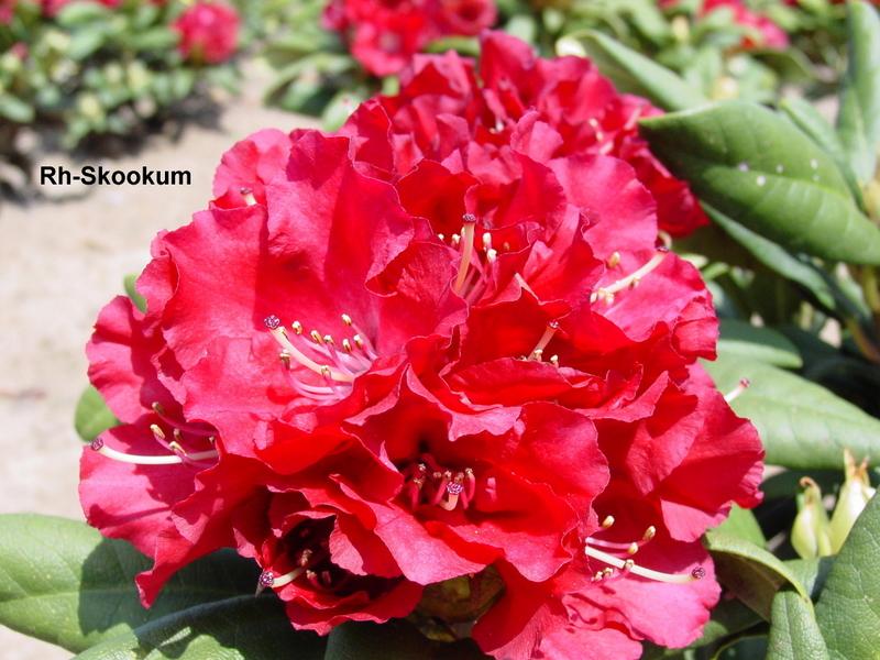 Rhododendron Skookum — photo 1