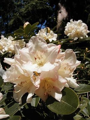 Rhododendron Unique — photo 1