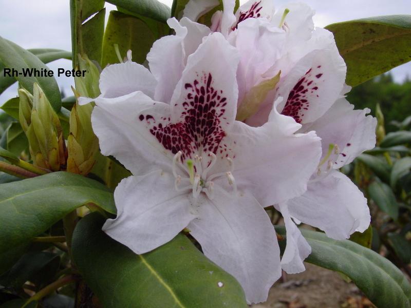 Rhododendron White Peter — photo 1