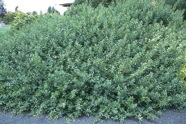Rhus aromatica 'Gro-Low' — photo 1