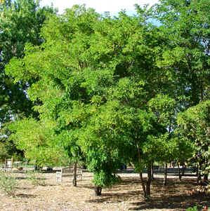 Robinia pseudoacacia 'Purple Robe' — photo 1