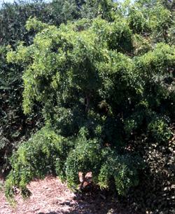 Robinia pseudoacacia 'Twisty Baby' — photo 1