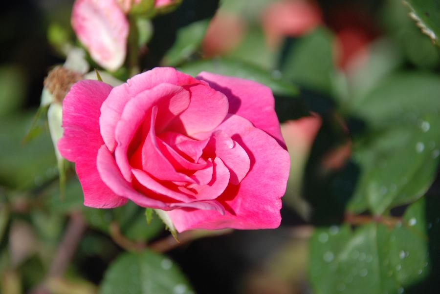 Rosa 'Blush Knock Out' — photo 1