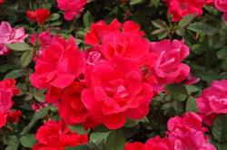 Rosa 'Double Knock Out' — photo 1