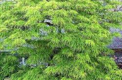 Acer palmatum 'Waterfall' — photo 1