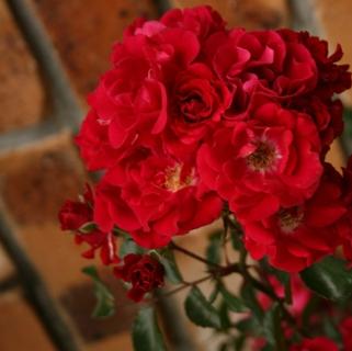 Rosa 'Fire Meidiland' — photo 1