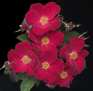 Rosa 'Home Run' — photo 1
