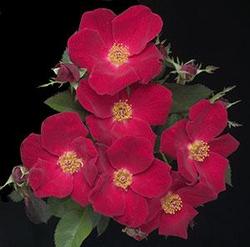 Rosa 'Home Run' — photo 1