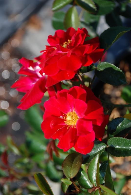 Rose Red Ribbons — photo 1