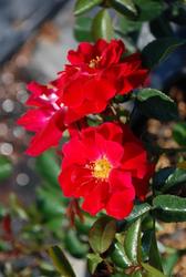 Rose Red Ribbons — photo 1