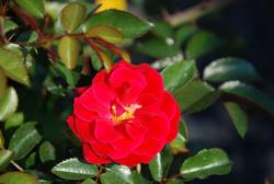 Rose Red Ribbons — photo 2