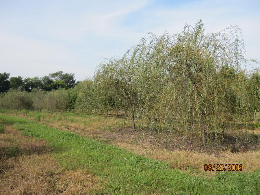 Salix alba Tristis